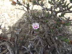 Ruschia uitenhagensis