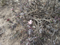 Ruschia uitenhagensis