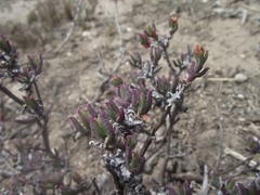 Ruschia uitenhagensis