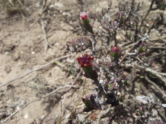 Ruschia uitenhagensis