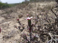 Ruschia uitenhagensis