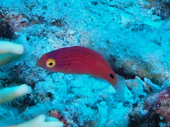 Cirrhilabrus lineatus