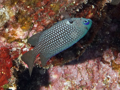 Pomacentrus magniseptus