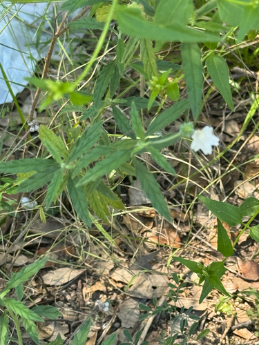 Texas Manjack (Varronia podocephala)