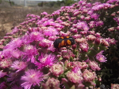 Gametoides subfasciata