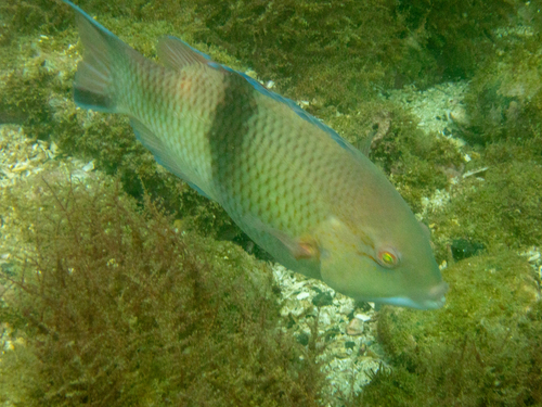 Blackbar hogfish (Bodianus speciosus) — Labridae — 5