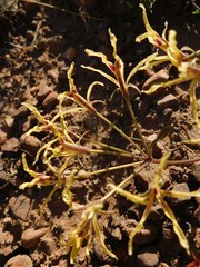 Pelargonium undulatum