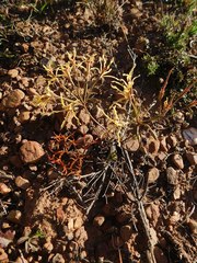 Pelargonium undulatum
