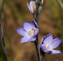 Thelymitra aristata