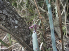 Baculellum articulatum