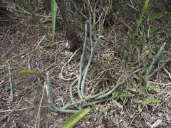 Baculellum articulatum