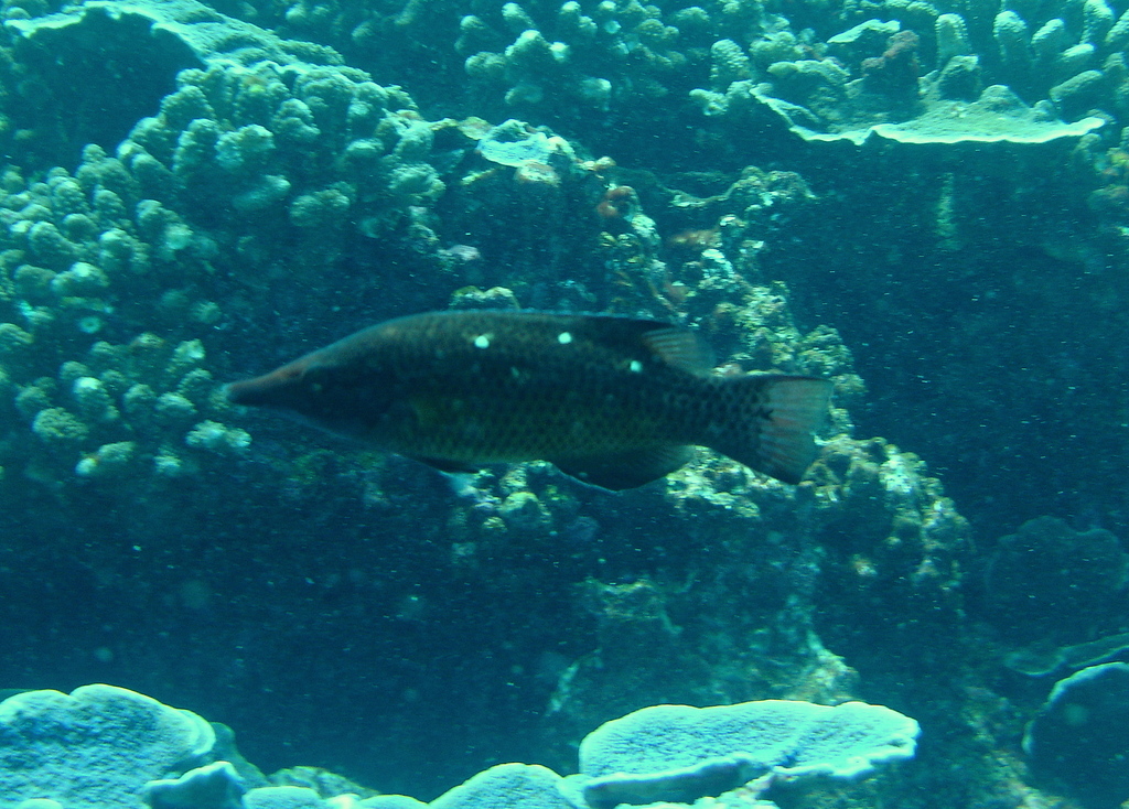 Sharpsnout hogfish (Bodianus prognathus) — Labridae