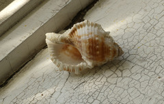 Bufonaria rana