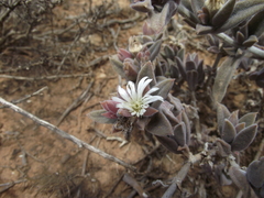 Delosperma ecklonis
