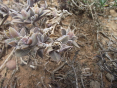 Delosperma ecklonis