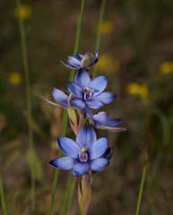 Thelymitra azurea