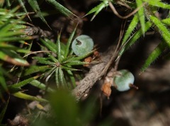 Acrotriche serrulata