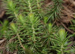 Acrotriche serrulata