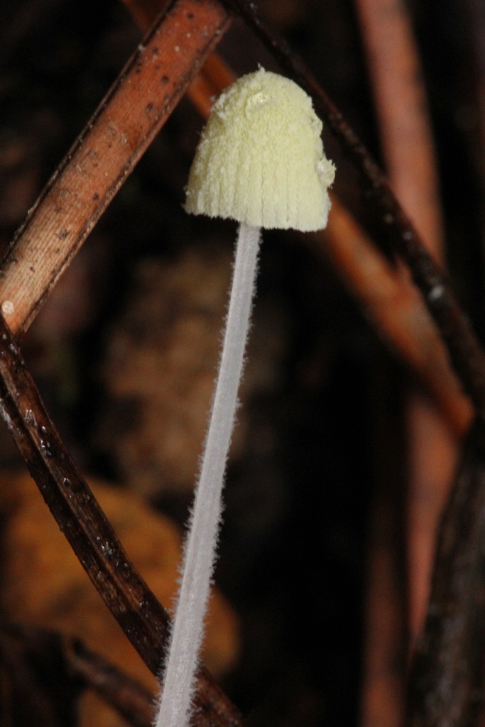 Mycena chloroxantha