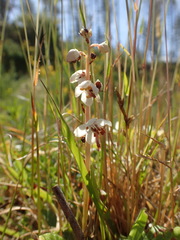 Pyrola rotundifolia maritima