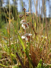 Pyrola rotundifolia maritima