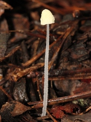 Mycena chloroxantha