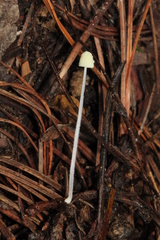 Mycena chloroxantha