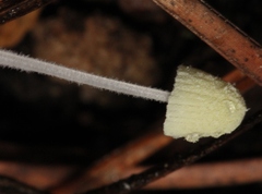 Mycena chloroxantha
