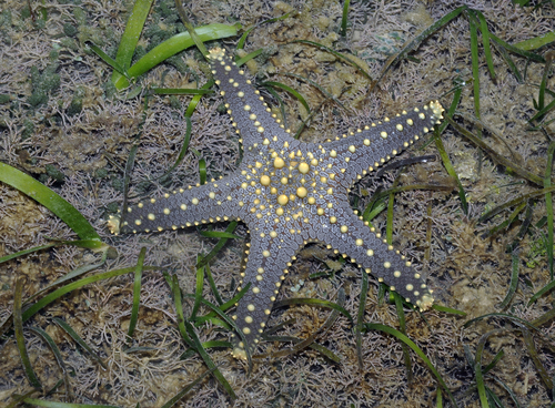 Multicolored Knobbed Sea Star
