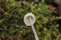 Mycena chloroxantha