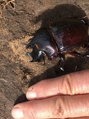 Heliocopris dilloni