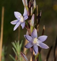 Thelymitra aristata
