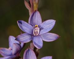 Thelymitra azurea