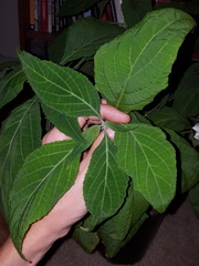 Salvia divinorum