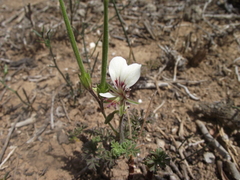 Pelargonium longicaule