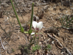Pelargonium longicaule
