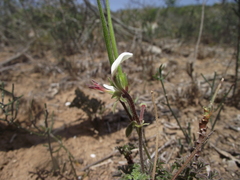 Pelargonium longicaule