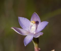 Thelymitra pallidifructus