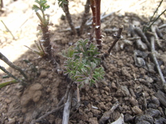 Pelargonium longicaule