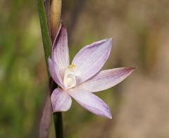 Thelymitra aristata
