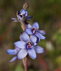 Thelymitra azurea
