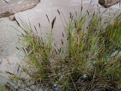 Machaerina tetragona