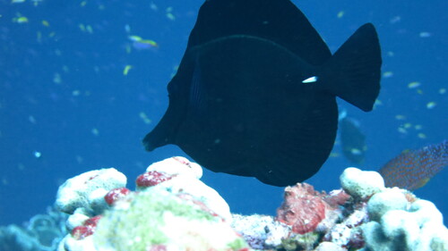 Photo of Longnose Tang (Zebrasoma rostratum)