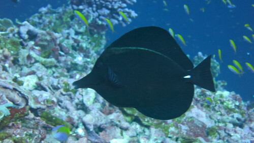 Black surgeonfish (Zebrasoma rostratum) — Acanthuridae