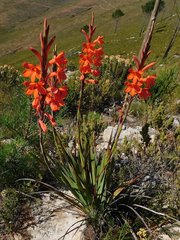 Watsonia schlechteri