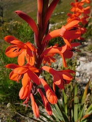 Watsonia schlechteri