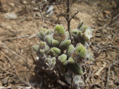 Delosperma echinatum