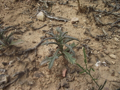 Senecio crassiusculus