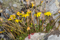 Hypochaeris robertia