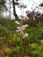 Pyrola rotundifolia maritima